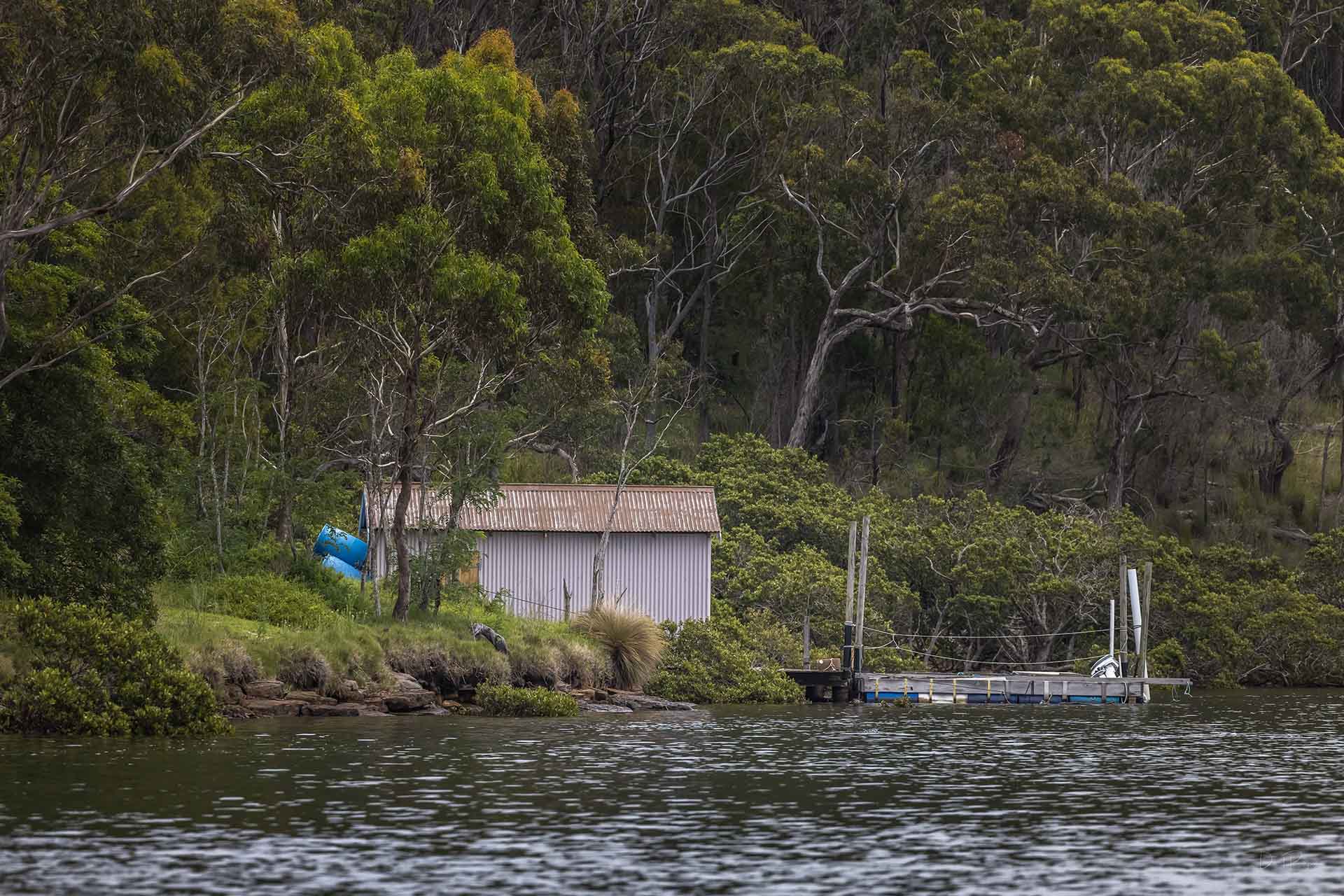 Sydney Rock Oysters farmed in Pambula Lake