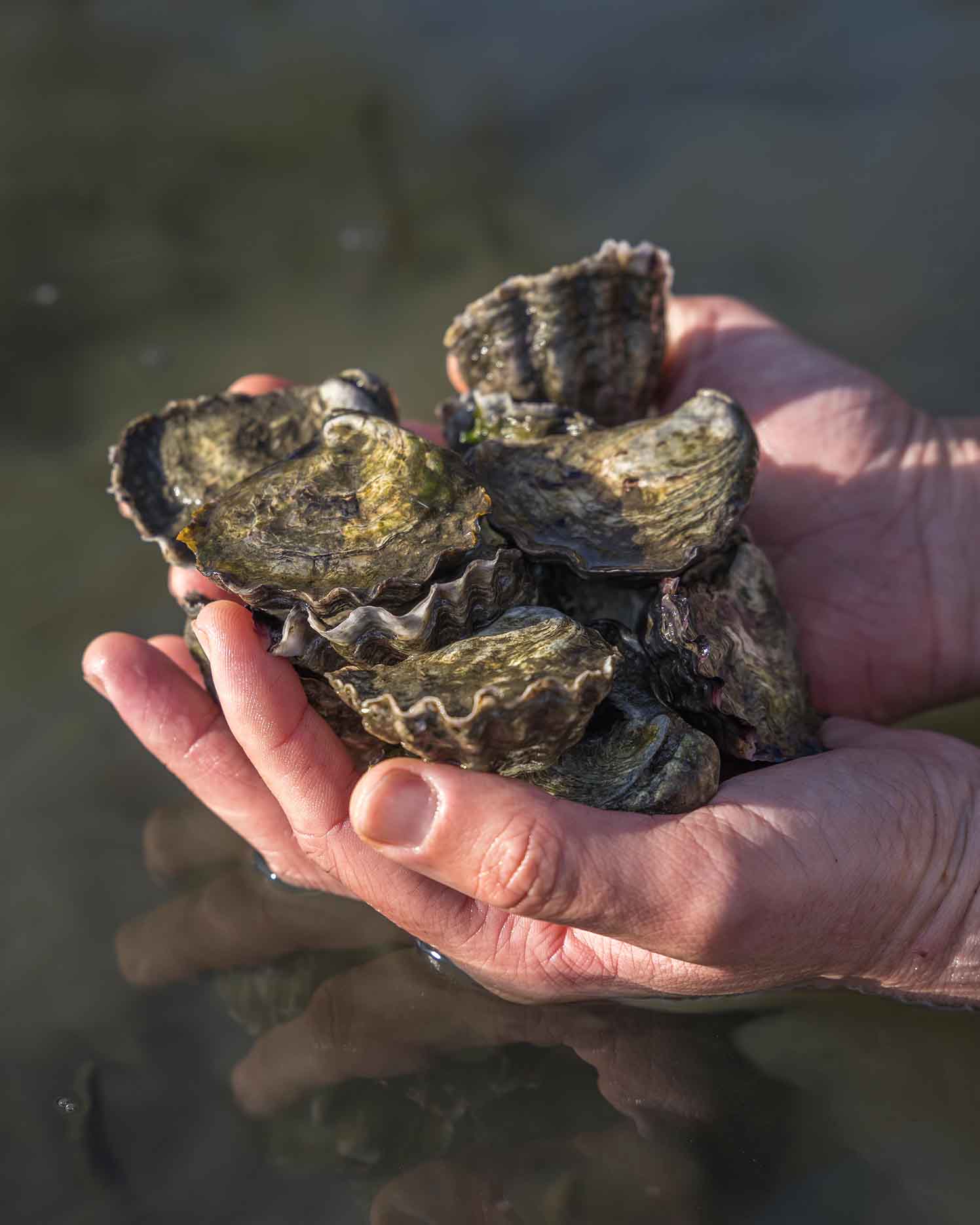 Sydney Rock Oysters on the Sapphire Coast