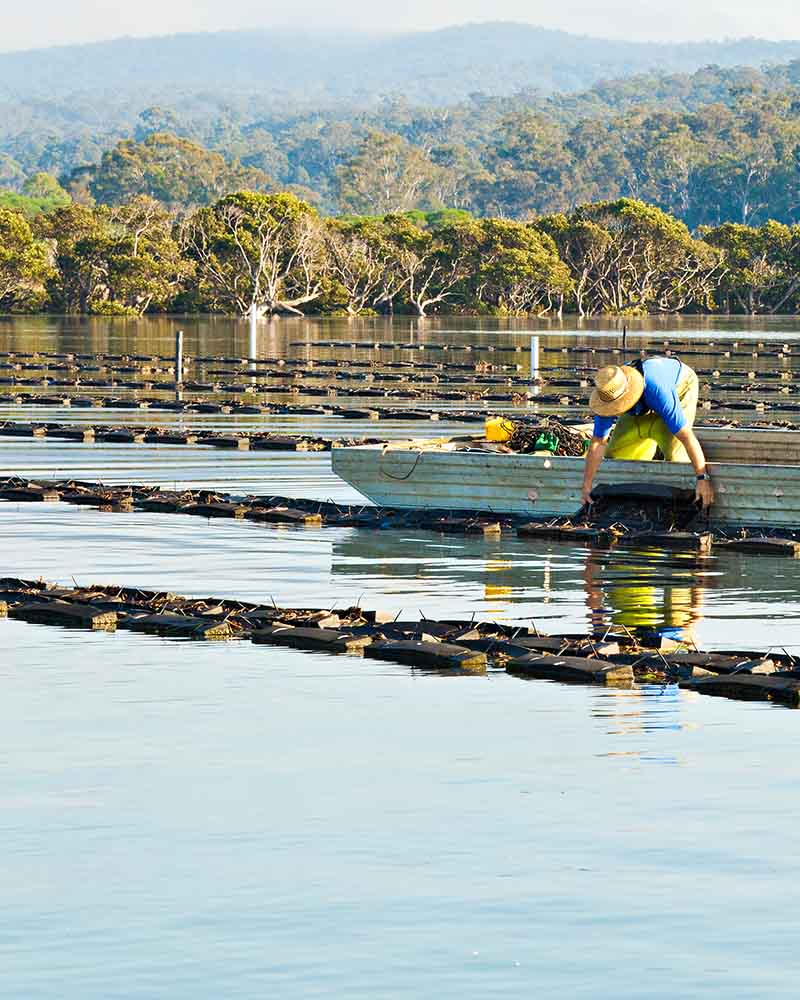 Sydney Rock Oysters farmed in Merimbula Lake
