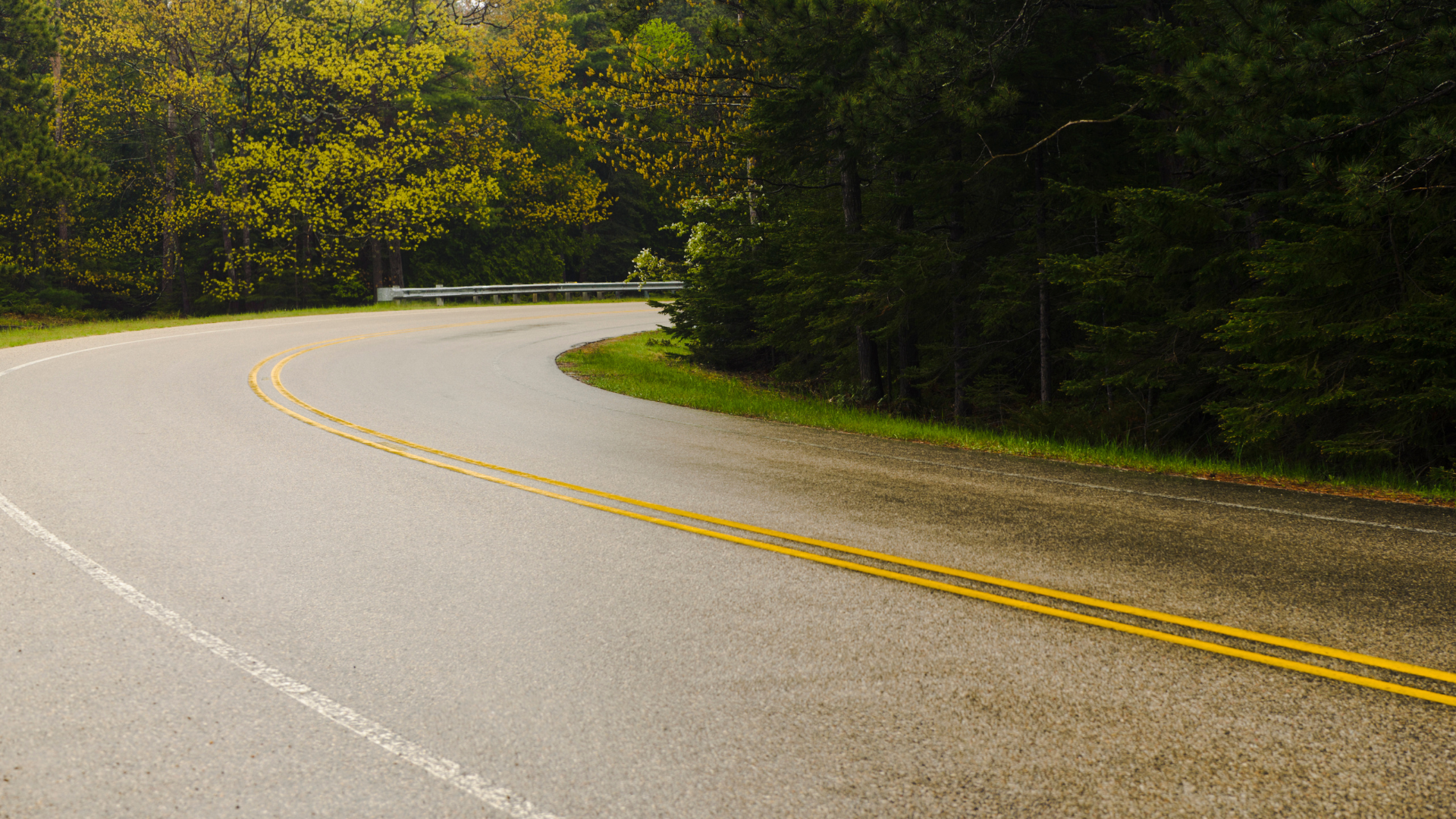 A curvy road surrounded by trees on a rainy day.