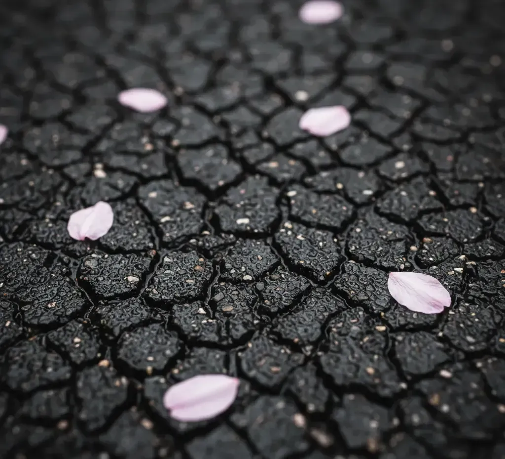 Cracked dark earth with scattered pink flower petals.