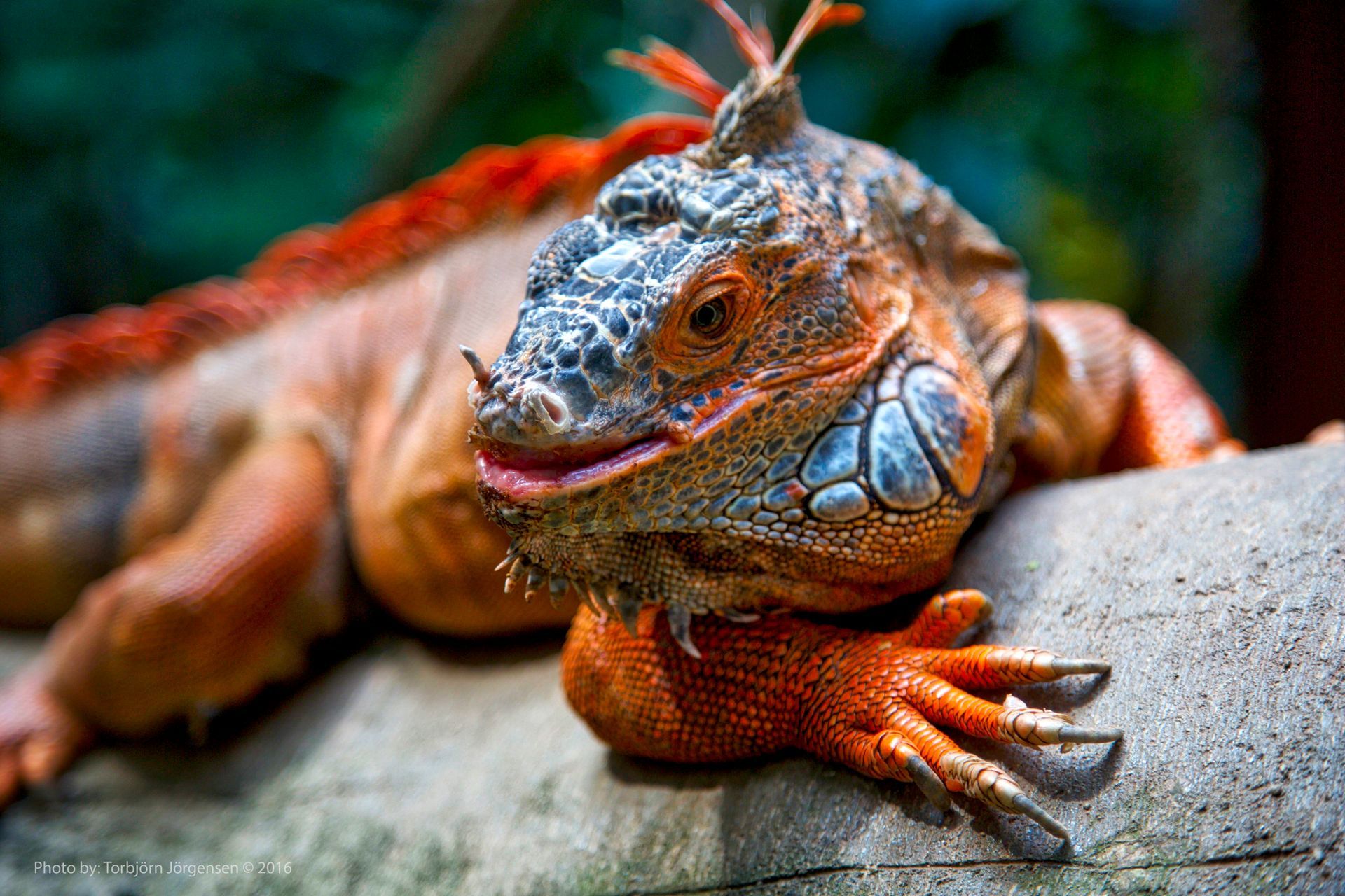 Reddish Iguana
