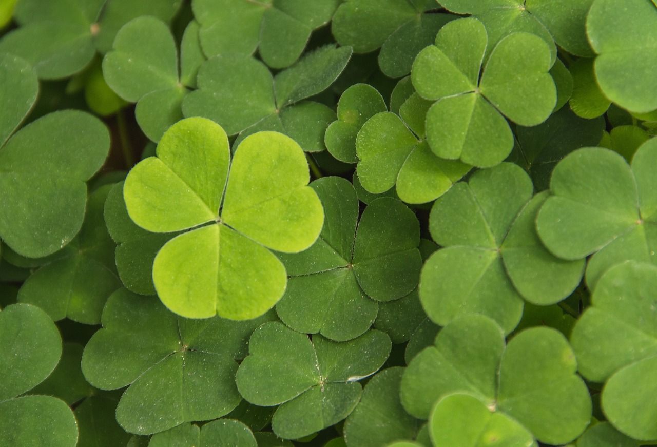 A close up of a bunch of green clovers with one being a four leaf clover.
