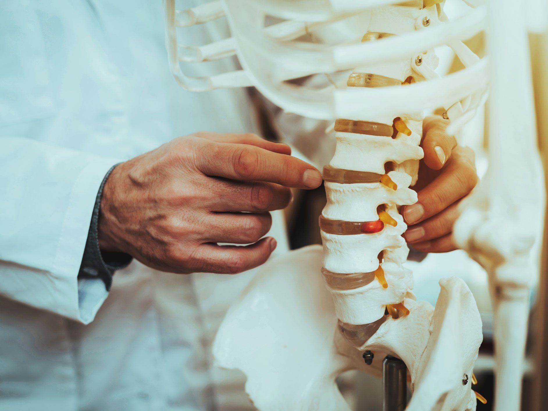 Doctor Holding Spine Model — Waseca, MN — Beschnett And Harvey Chiropractic