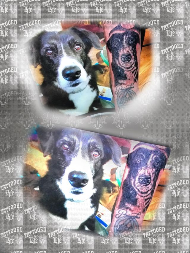 A black and white dog with a tattoo on its leg.