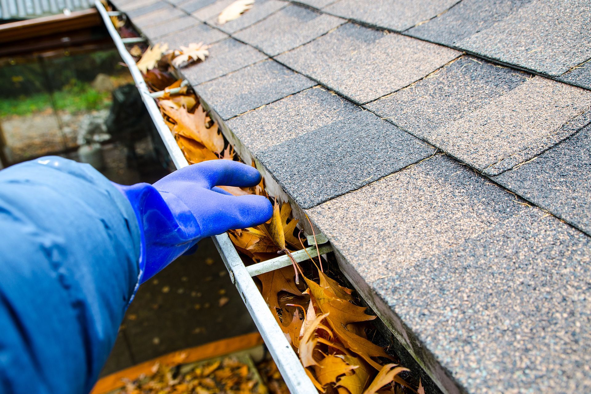 A gloved hand cleans a gutter full of fallen leaves next to a shingled roof. A gloved hand cleans a gutter full of fallen leaves next to a shingled roof.