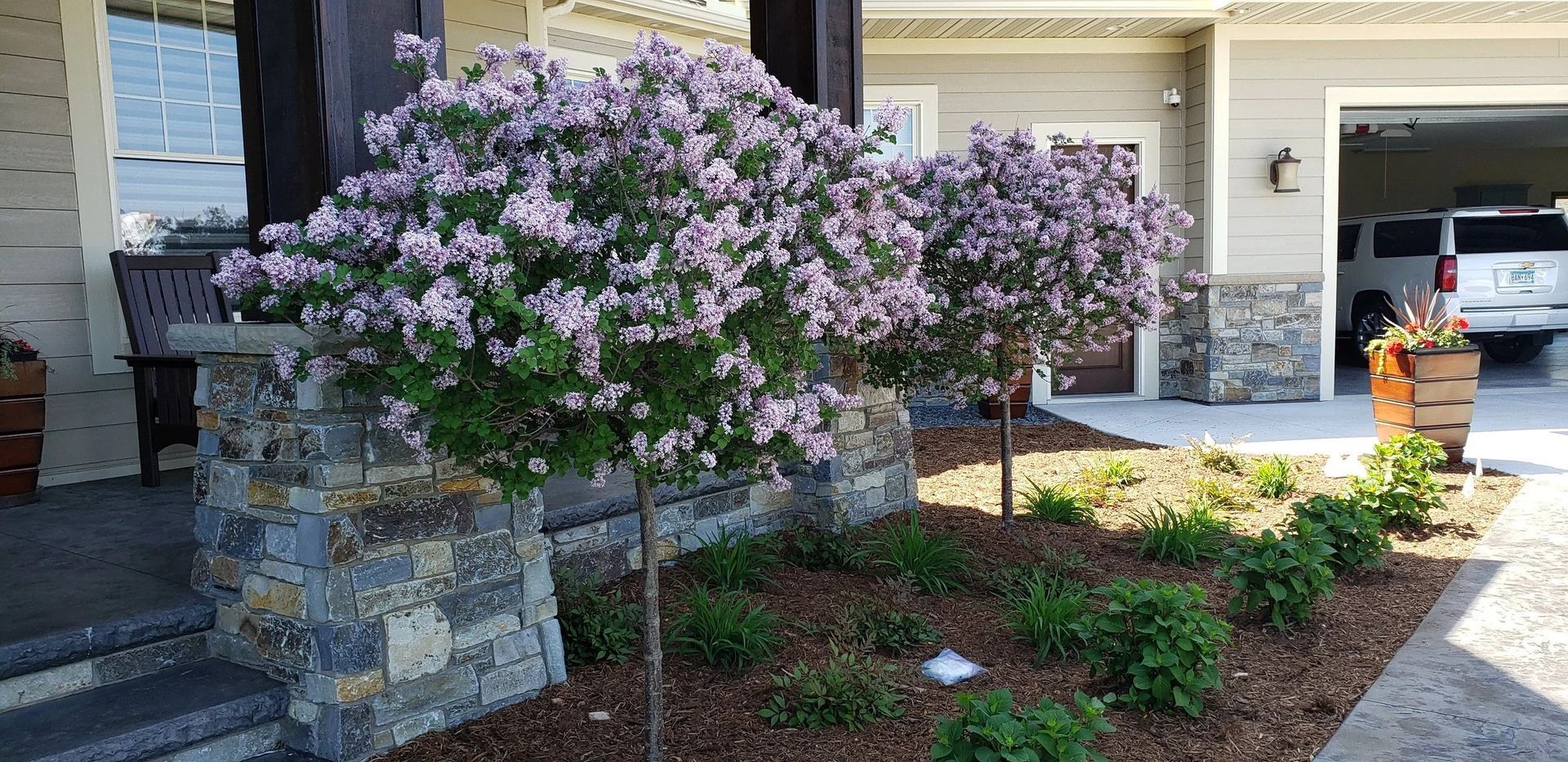 Front yard with blooming lilac bushes beside a stone retaining wall and a house driveway