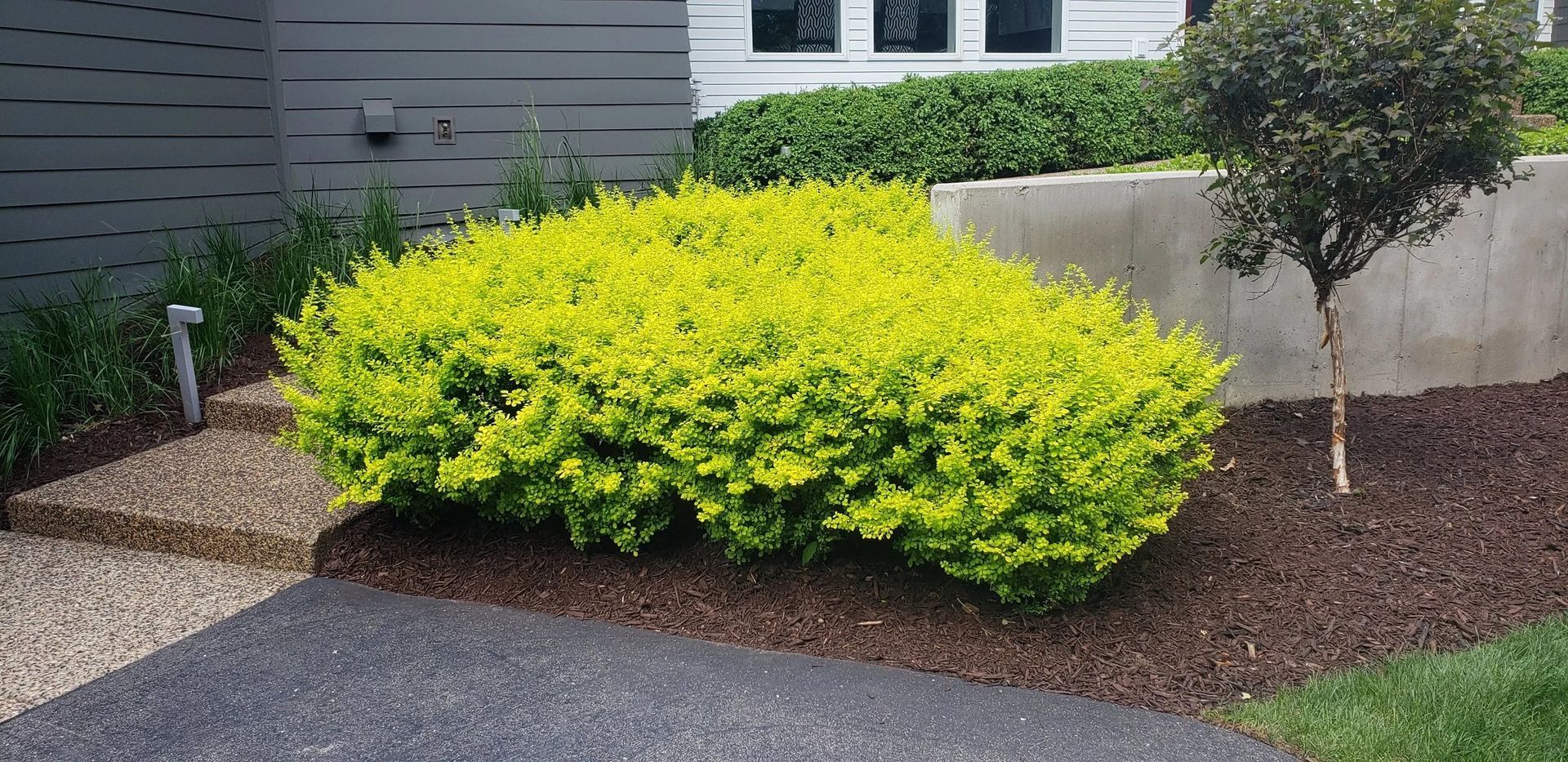 Bright yellow shrub in a landscaped front yard beside a gray house and mulched garden bed