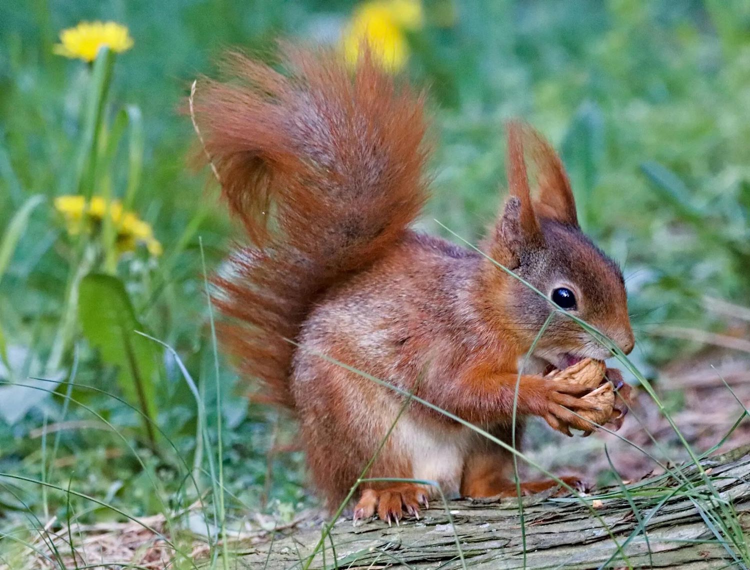 squirrel