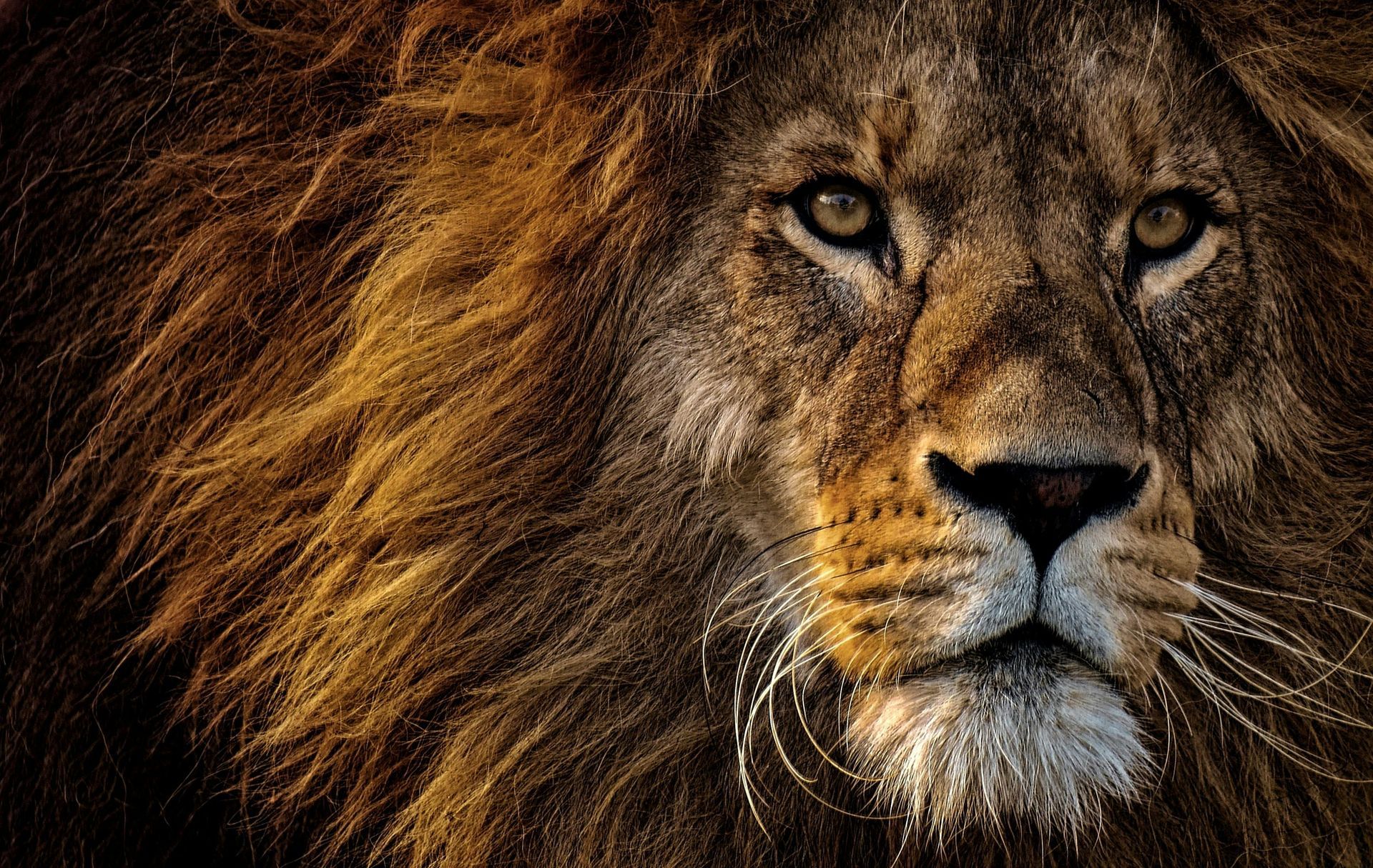 Close-up of a male lion's face, eyes focused, golden mane, brown fur.