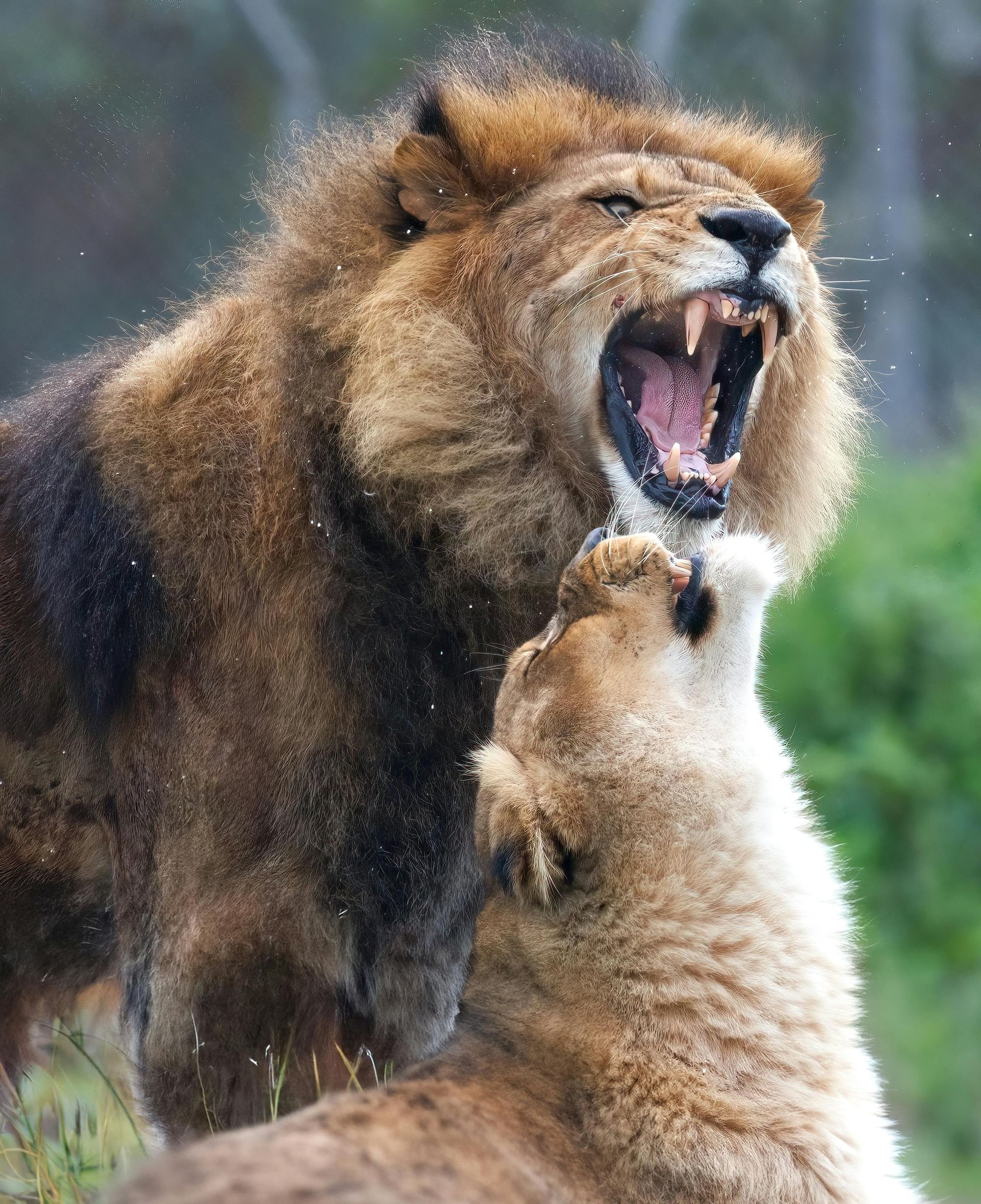 Roaring male lion with a lioness, both light brown, in a grassy outdoor setting.