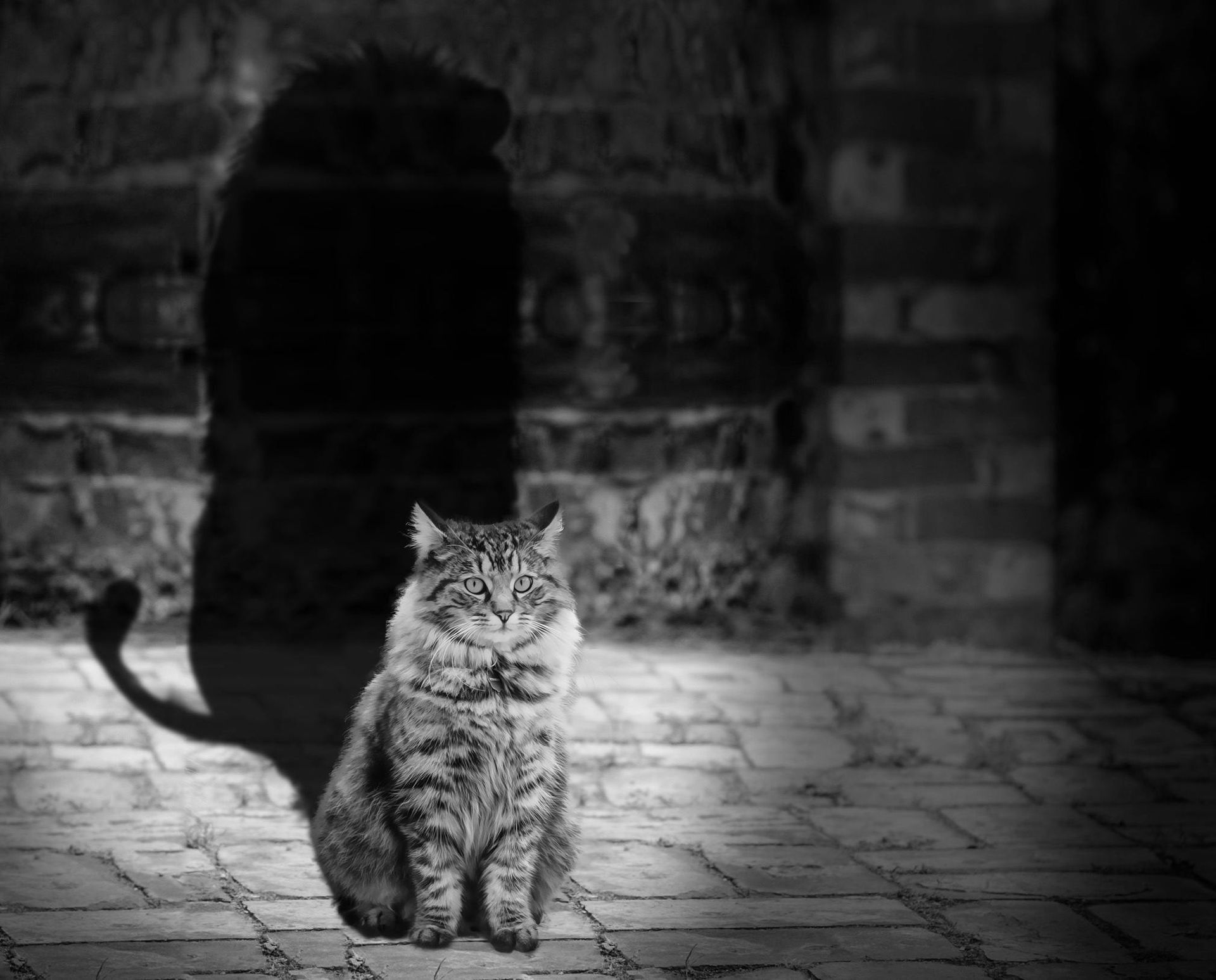 Cat sits with lion shadow on brick wall.