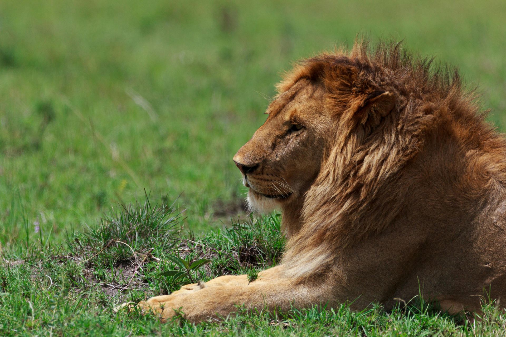 Lion with a brown mane resting on green grass, side profile, eyes closed.