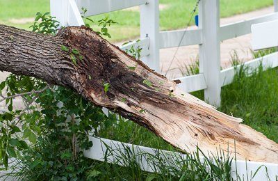 Tree storm damage - Tree Damage in Troy, ID