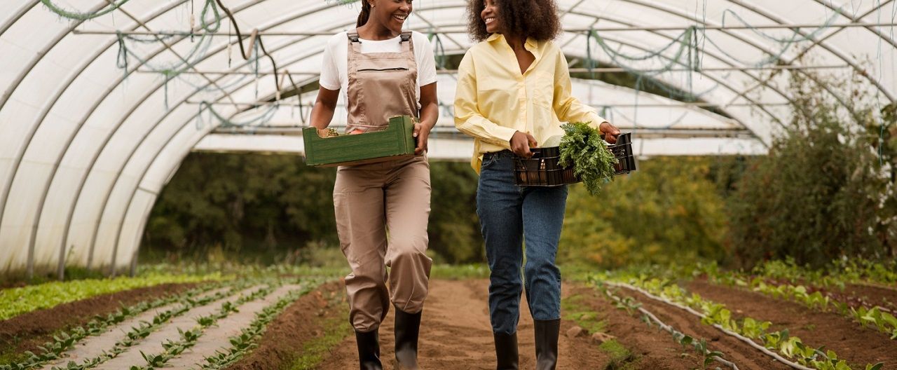 Como trabalhar com agronegócio: as oportunidades da área
