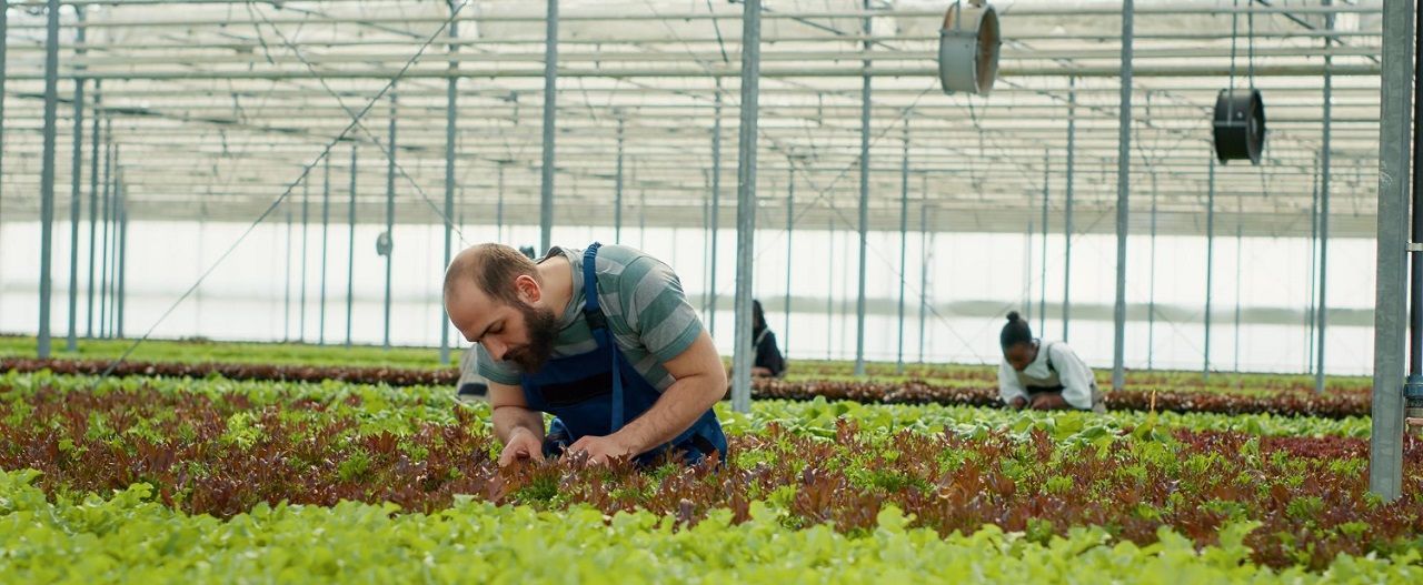 O que se aprende no curso de Gestão do Agronegócio?