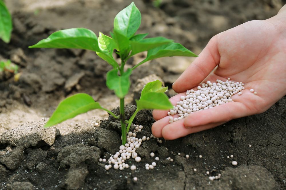 A Person Is Holding A Handful Of Fertilizer Over A Plant — Liquid Waste Disposal in Wauchope, NSW