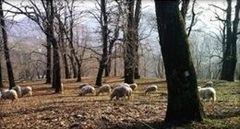foraggio per pecore
