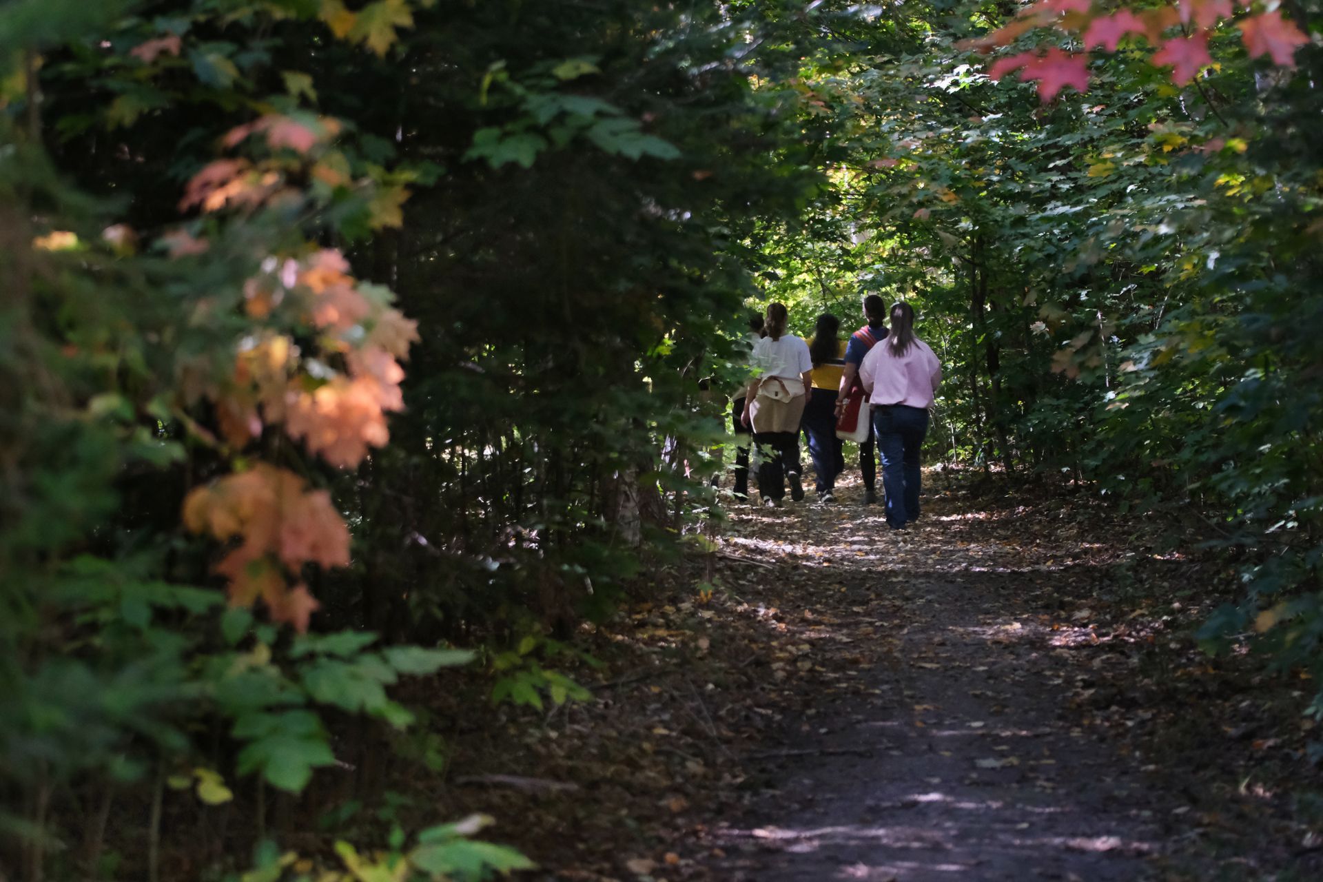 People walking down a wooded trail, autumn foliage.