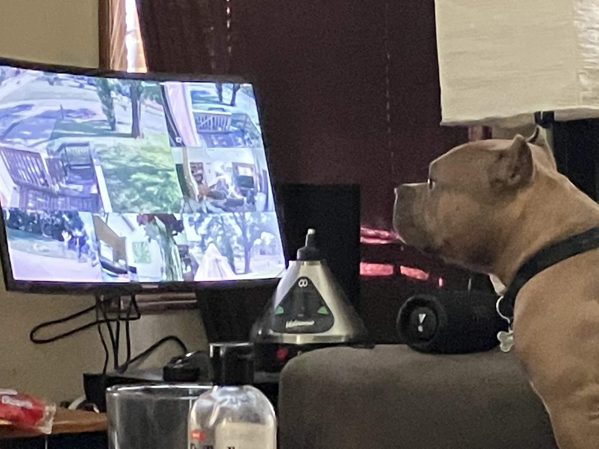 the bail bonds dog rufus 