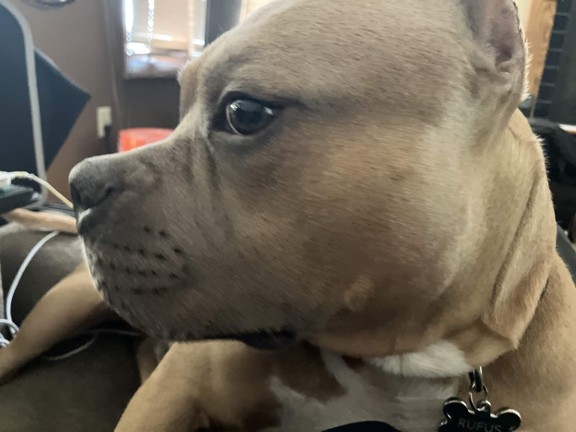 rufus the bail bonds dog