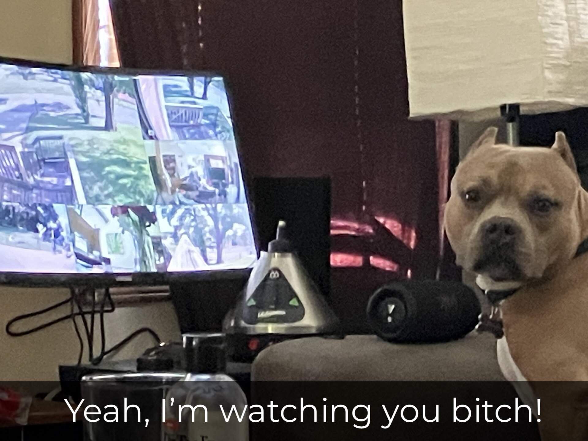 rufus the bail bondsman dog