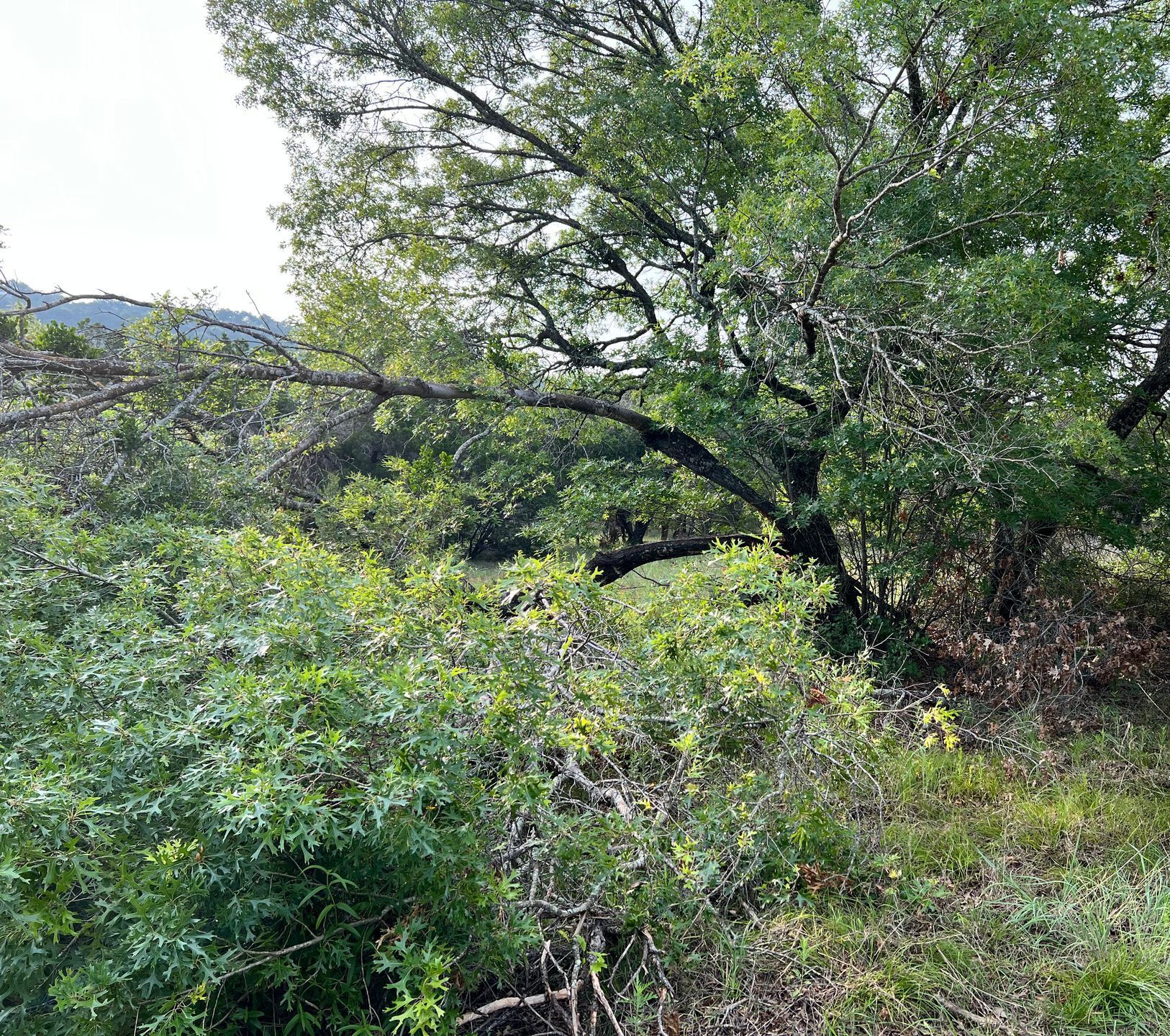 A lush green forest with trees and bushes on a hillside.