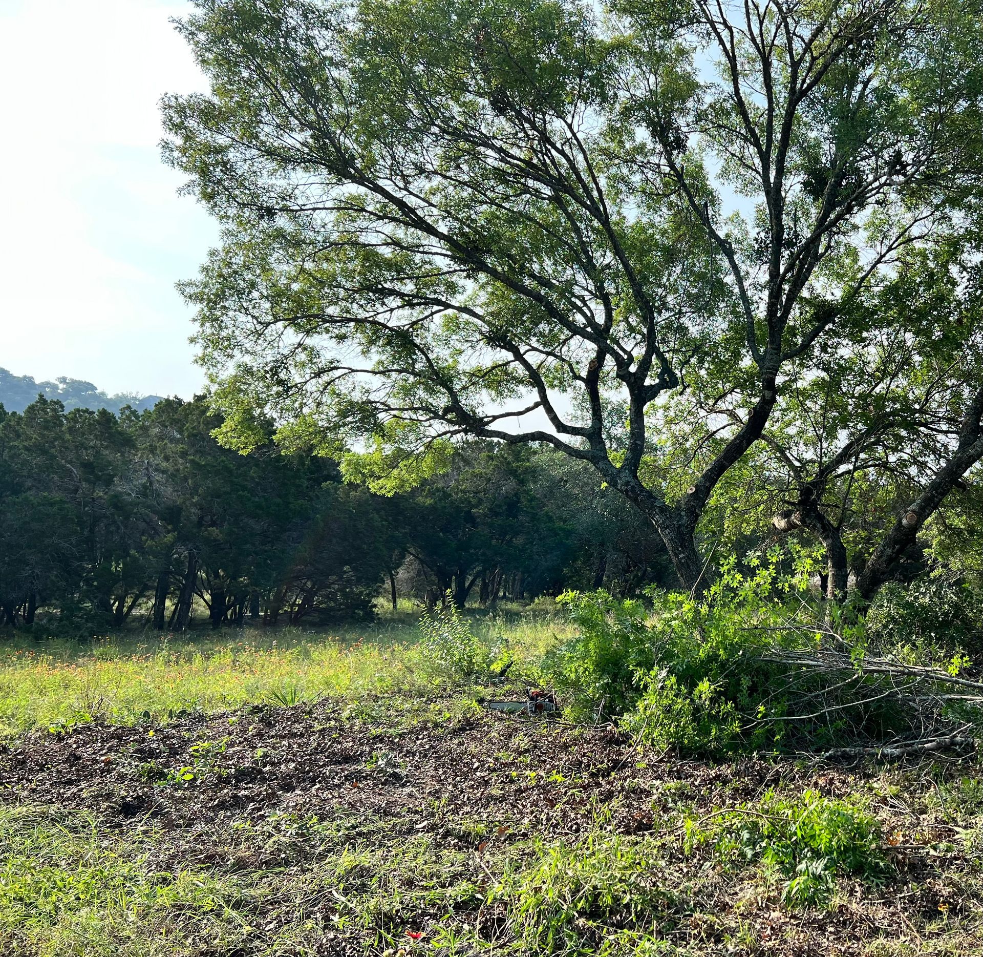 A large tree in the middle of a field with trees in the background.