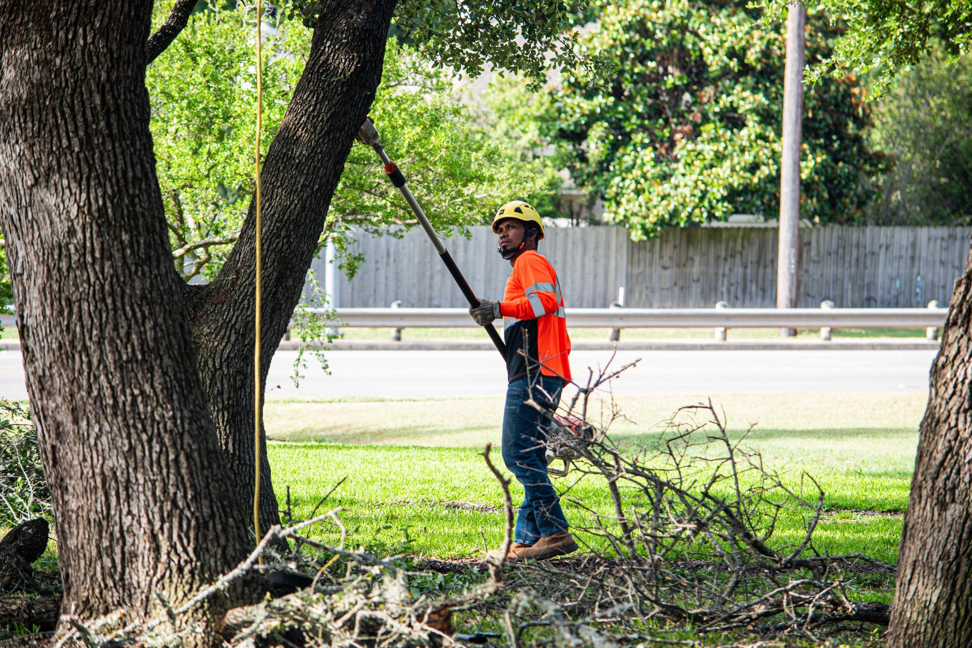 Tree Maintenance in Austin Texas