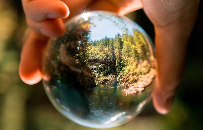 una sfera di sapone con un albero riflesso all'interno di essa .