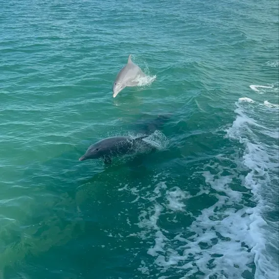 Two dolphins in turquoise water, one jumping, one swimming.