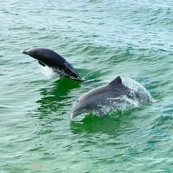 Two dolphins leaping and swimming in green ocean water.