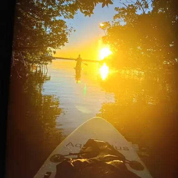 Paddleboarder on calm water at sunrise, trees frame the view, bright sun.
