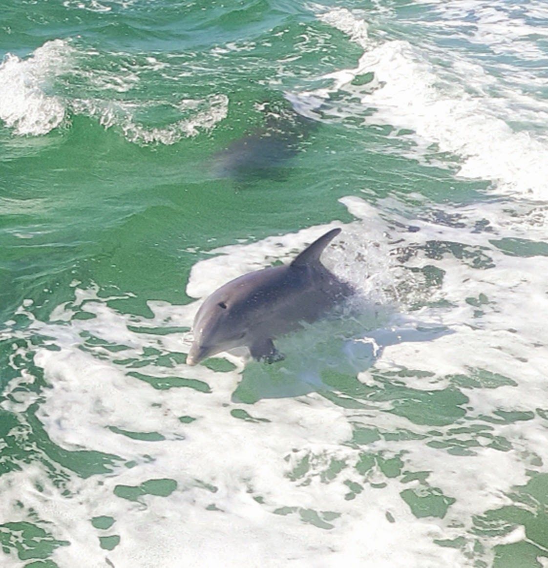 Dolphin jumping out of green ocean water, followed by another dolphin.