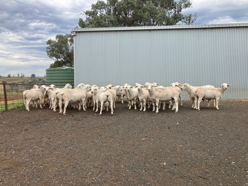 A herd of sheep standing in front of a building