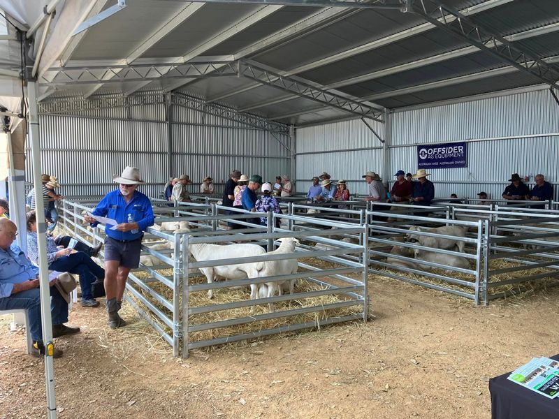 A group of people are standing in a pen with sheep.