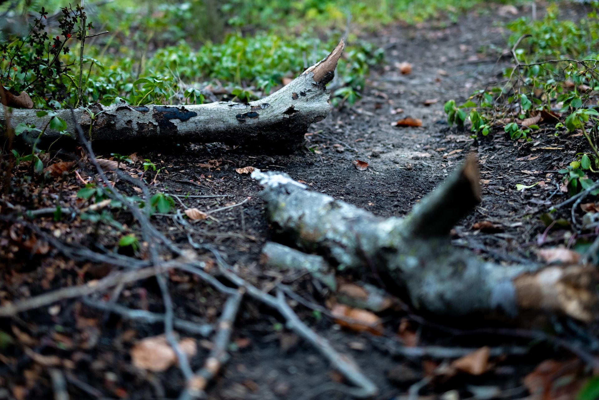 A dirt path blocked by two fallen tree branches, surrounded by greenery.