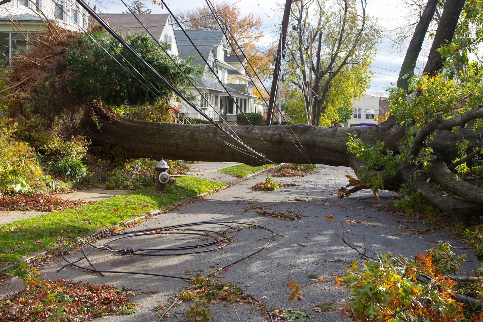 Fallen tree blocking street with downed power lines in a residential neighborhood.