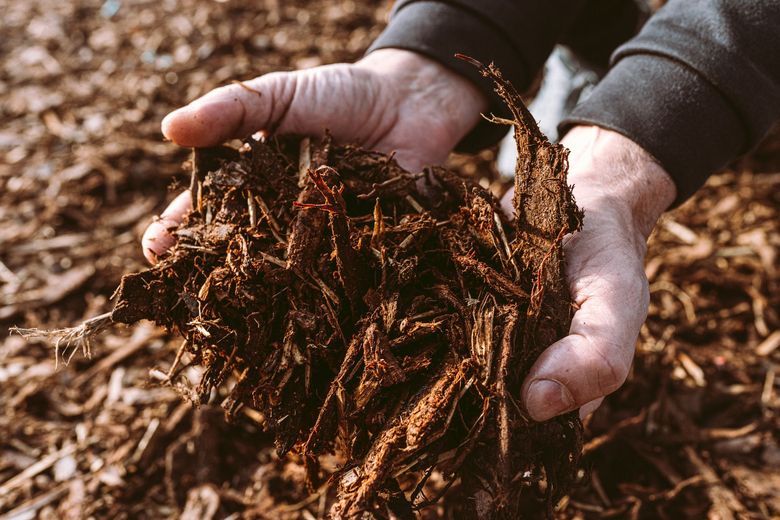 A person is holding a pile of wood chips in their hands.