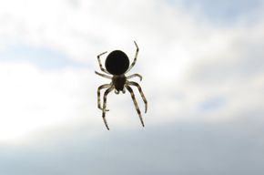 Spider on the Window - Jacksonville, IL - Rid -All Pest Control Co Inc
