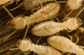 Multiple Termites - Jacksonville, IL - Rid -All Pest Control Co Inc