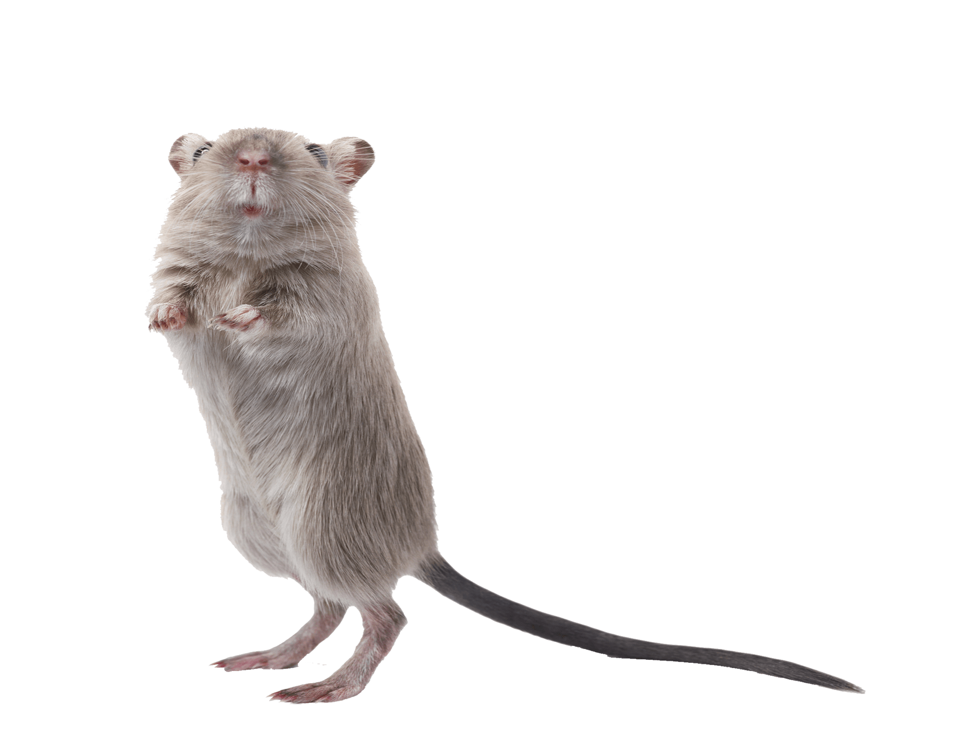 Curious Rodent - Jacksonville, IL - Rid -All Pest Control Co Inc