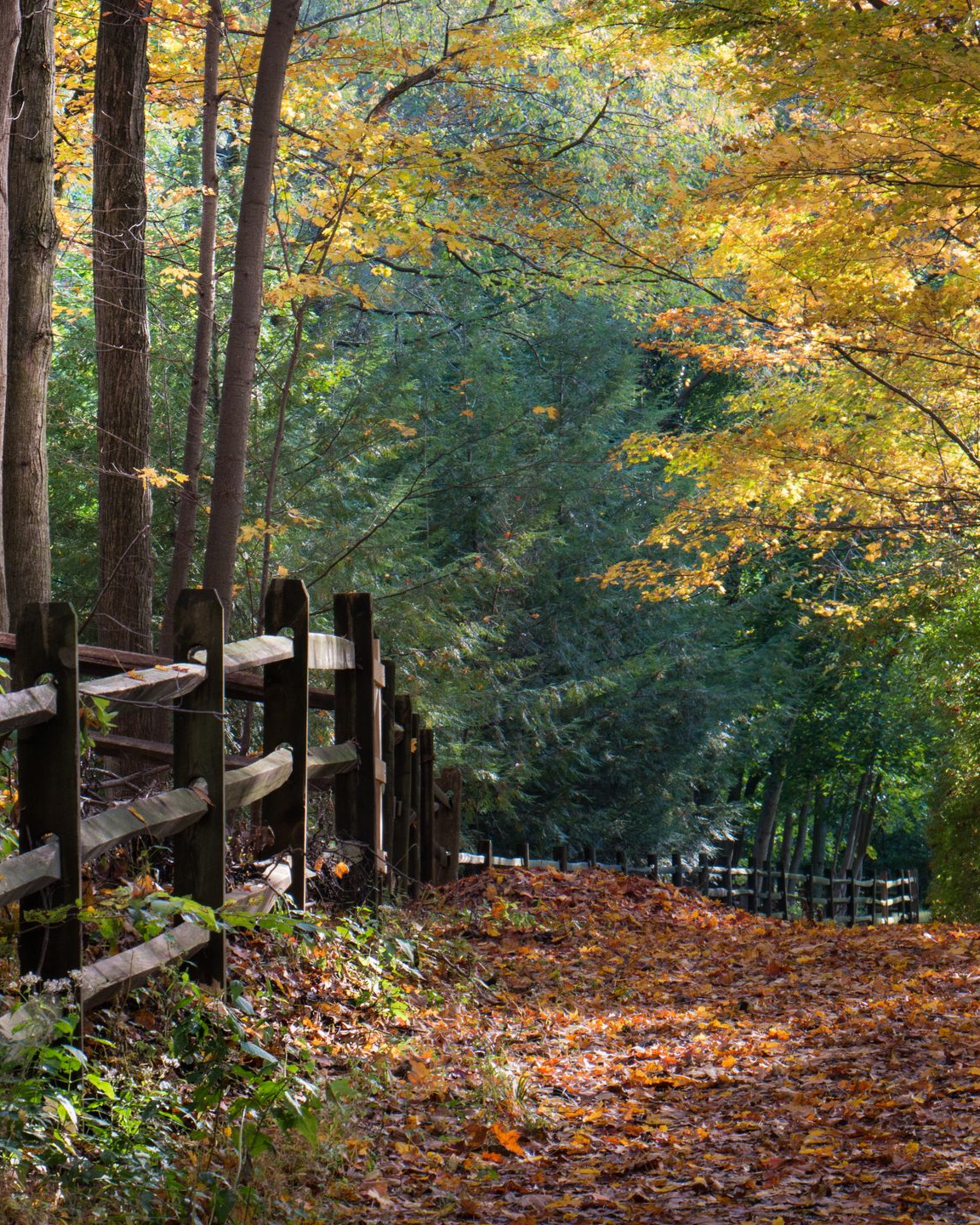 A view of a valley from a mountain with trees and clouds in the sky.