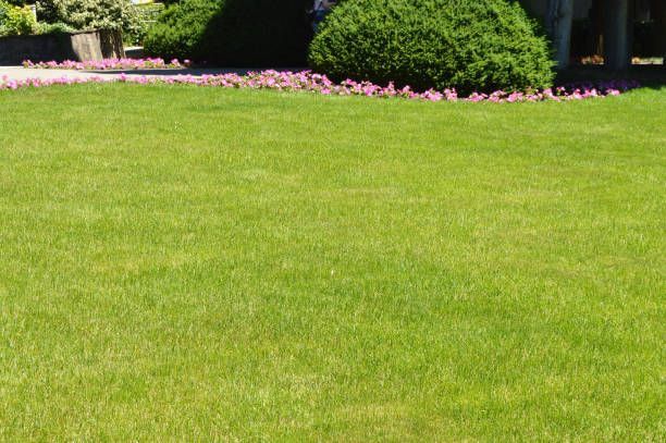 A close up of a field of green grass on a sunny day.