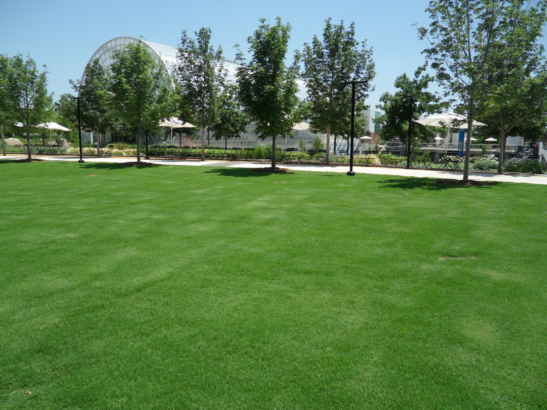 A close up of a field of green grass growing out of the ground.