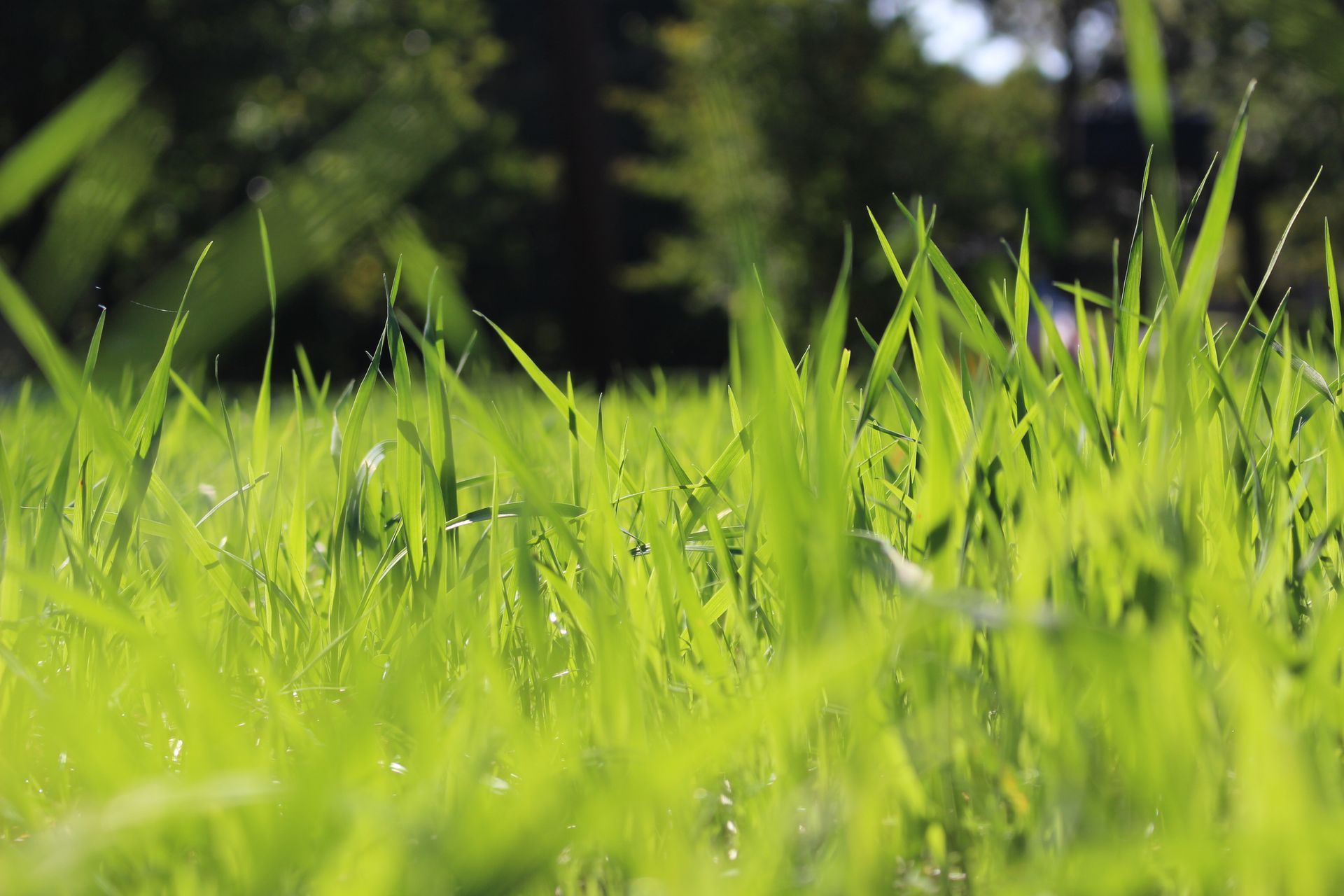 A close up of a field of green grass with trees in the background.