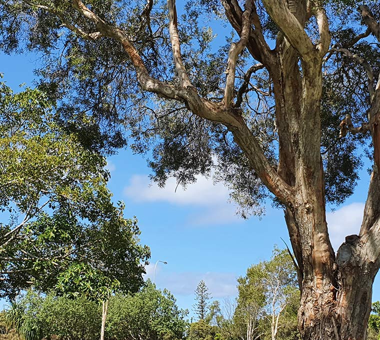 Beautiful Parklands at Carey Park, Southport — Safe N Sound Locksmiths in Varsity Lakes, QLD