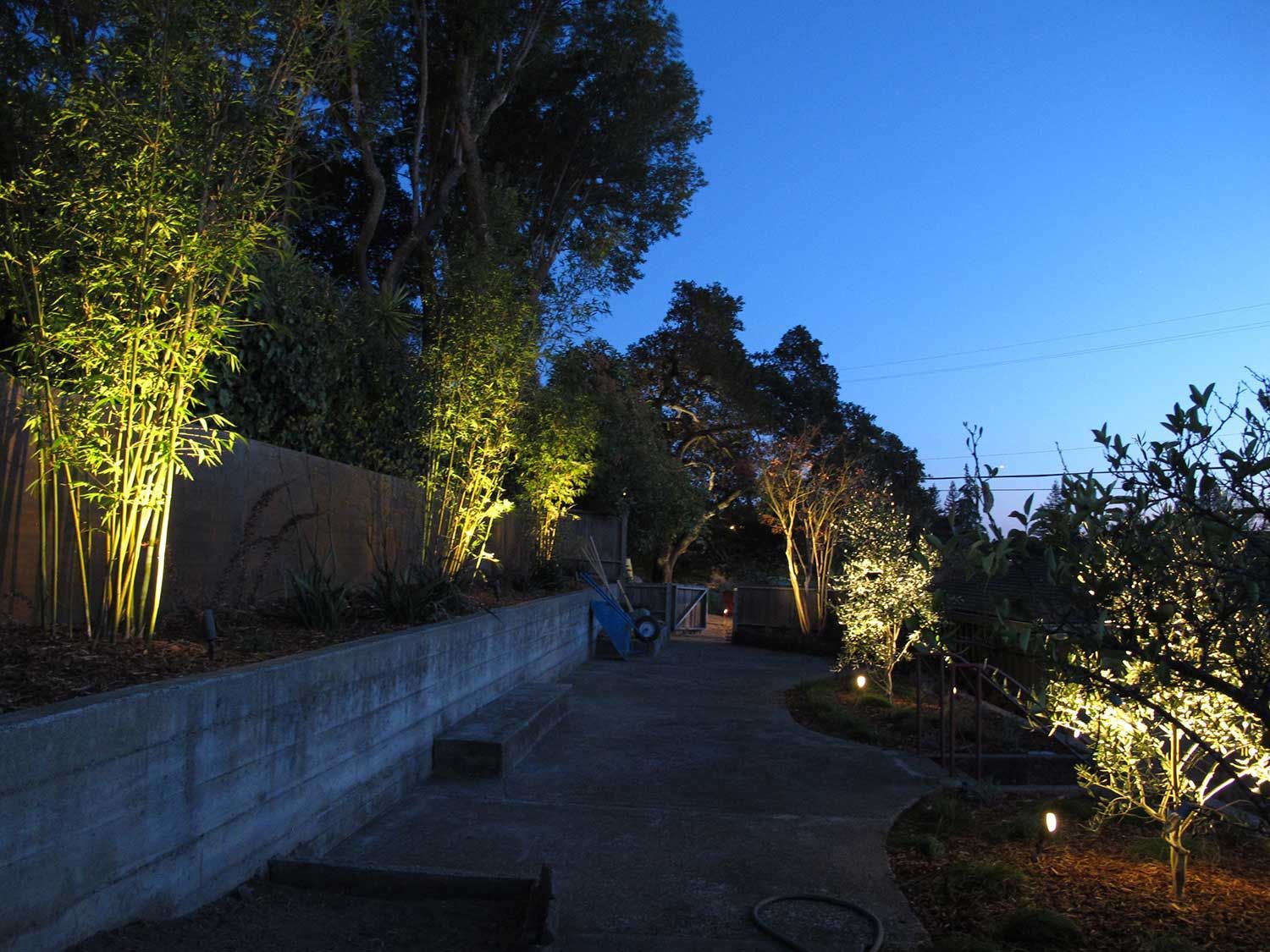 Pathway lit by vertical lights, with hedges and trees at night.