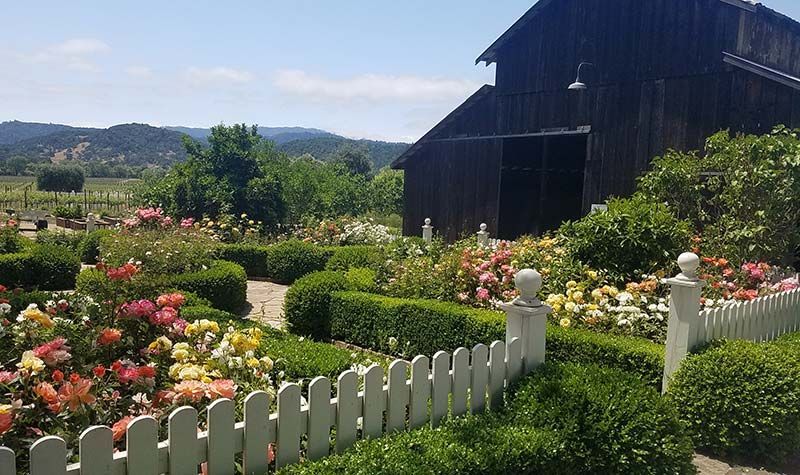 Rose garden with white picket fence, a dark barn, and rolling hills under a sunny sky.