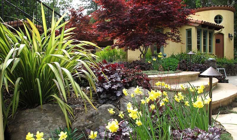 Yellow daffodils and ornamental plants frame a stone pathway leading to a yellow stucco house with a red-leafed tree.